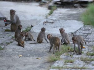 Read more about the article Monkeys on Da Nang streets raise health concerns