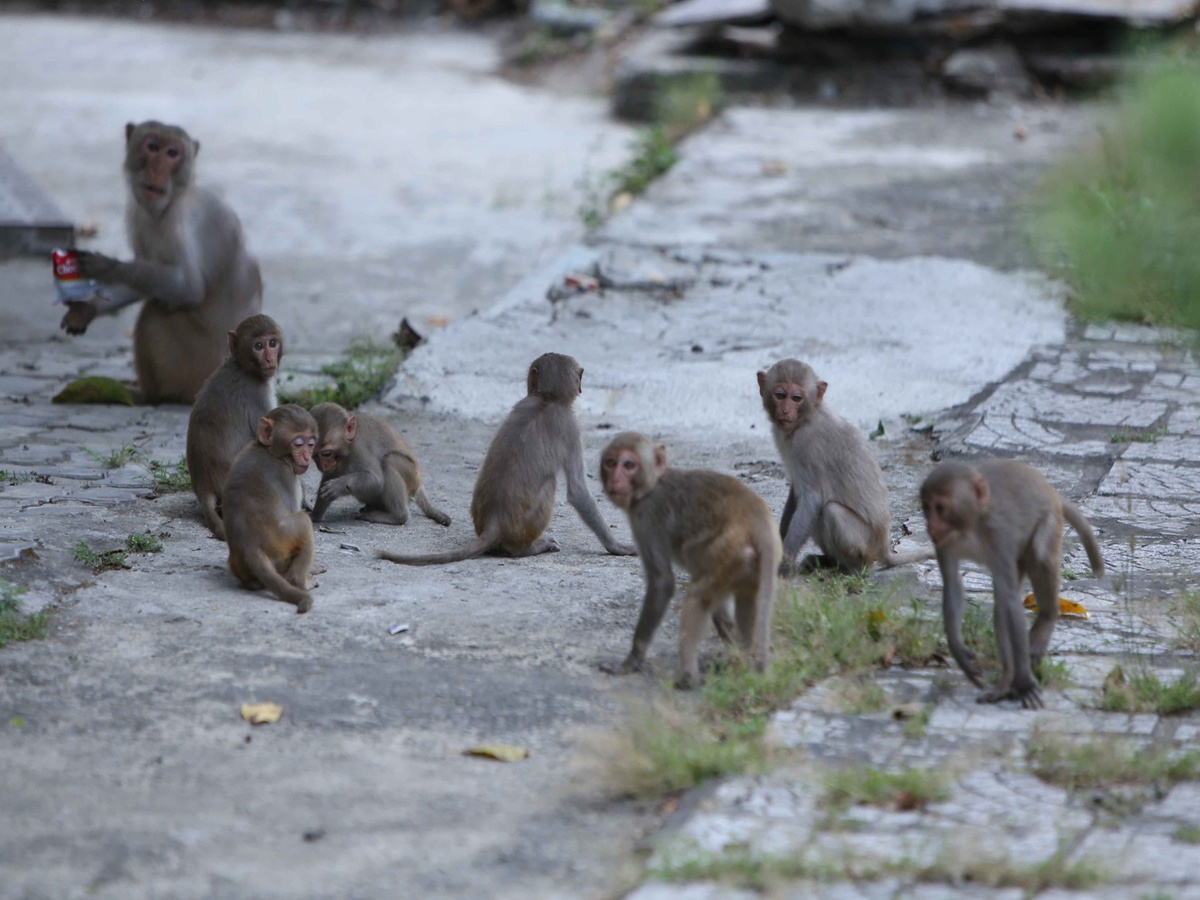 You are currently viewing Monkeys on Da Nang streets raise health concerns